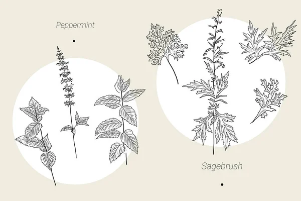 Pepper Mint Ilustração Ans Sálvia Bruch Planta Conjunto Planta Desenhada — Vetor de Stock