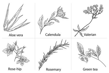 Vektör el çizimleri gül kalçası, yeşil çay yaprakları, kediotu bitkisi, calendula çiçeği, biberiye, aloe vera. Çiçek koleksiyonu