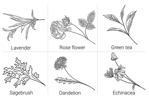 Kräutersammlung Von Vektorhandzugpflanzen Sagebrush Echinacea Blume Löwenzahn Grünem Tee Rosenblüte — Stockvektor