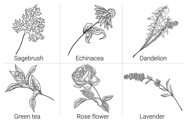 Conjunto Plantas Desenhadas Mão Ilustrações Florais Sagebruch Rosa Flor Lavanda —  Vetores de Stock