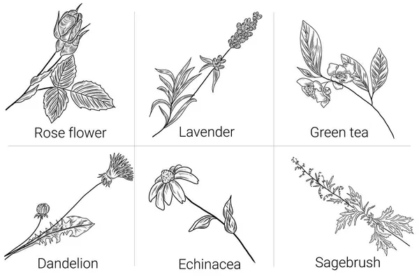 Handgezeichnete Pflanzen Florale Illustrationen Sägebruch Rosenblüte Lavendel Grüntee Löwenzahn Echinacea — Stockvektor