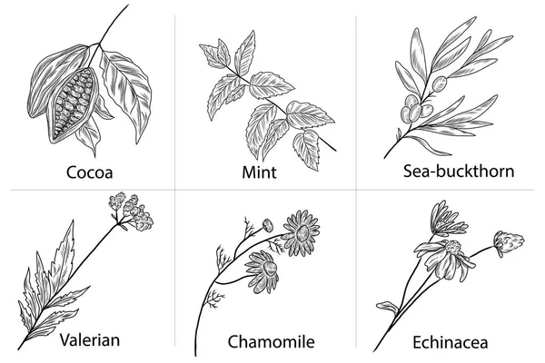 Conjunto Vetorial Desenhado Mão Plantas Espinheiro Mar Hortelã Pimenta Valeriana — Vetor de Stock