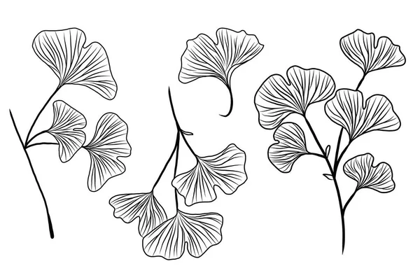 Ginkgo Biloba Hand Drawn Collection Branches Plants — Stock Vector