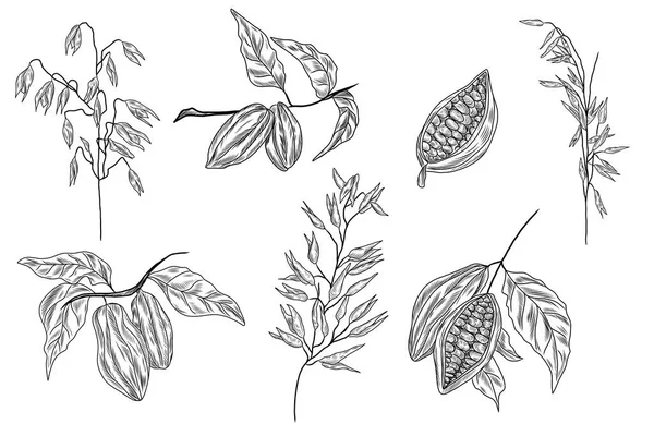 カカオの木 カカオの枝 カカオ豆 オート麦の植物の手描きベクトルイラストのコレクション — ストックベクタ