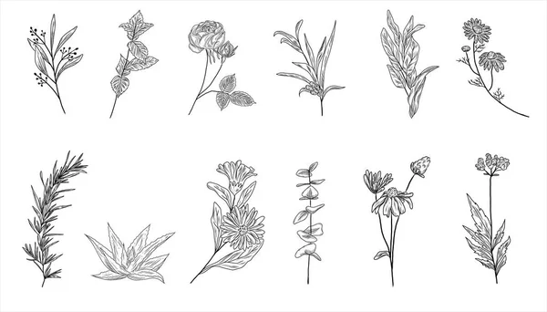 Handgezeichnete Illustrationen Von Blumen Kräutern Pflanzen Vektor Lavendel Rosenblüte Salvia — Stockvektor