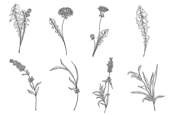 Dandelion Flowers Leaves Lavender Branches Leaves Hand Drawn Floral Collection — Διανυσματικό Αρχείο