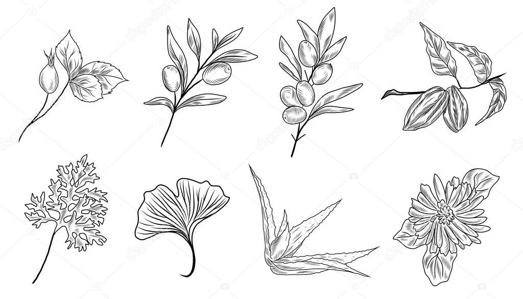 Hand drawn illustrations of ginkgo biloba, aloe vera, olive, sea buckthorn, cacao, cocoa, rose hip, sagebruch, calendula