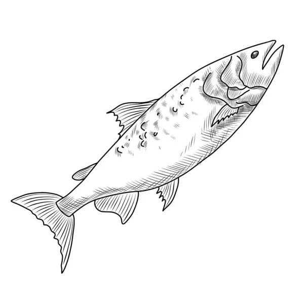 Ilustração Vetorial Desenhada Mão Peixes Salmão — Vetor de Stock