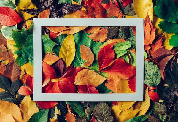 Colorful autumn leaves background with white frame.Colorful autumn foliage, fall mood, changing seasons concept