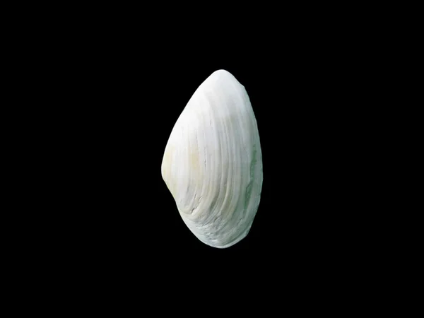 Blanka makro enda seashell, isolerade på svart — Stockfoto