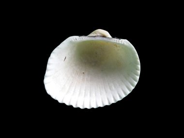 Siyah izole parlak makro tek deniz kabuğu