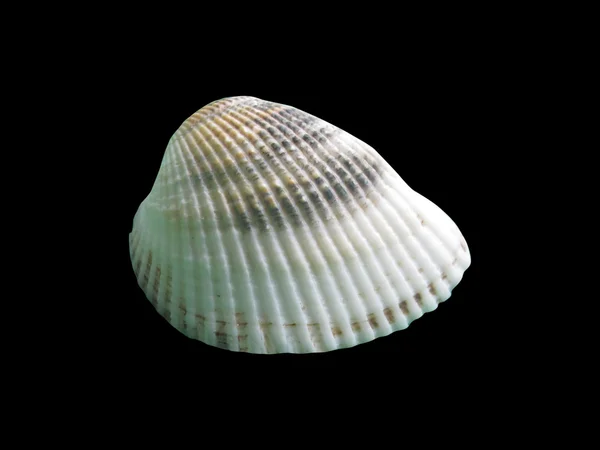 Shiny macro single seashell, isolated on black — Stock Photo, Image