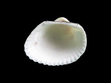 Siyah izole parlak makro tek deniz kabuğu