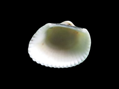 Siyah izole parlak makro tek deniz kabuğu