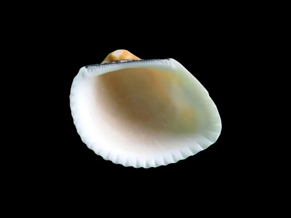 Blanka makro enda seashell, isolerade på svart — Stockfoto