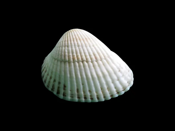 Blanka makro enda seashell, isolerade på svart — Stockfoto