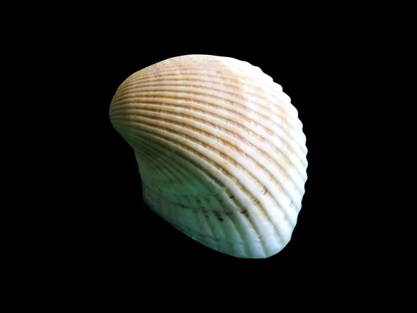 Shiny macro single seashell, isolated on black — Stock Photo, Image