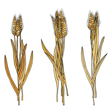 vector set of cartoon doodle wheat sheaves clipart