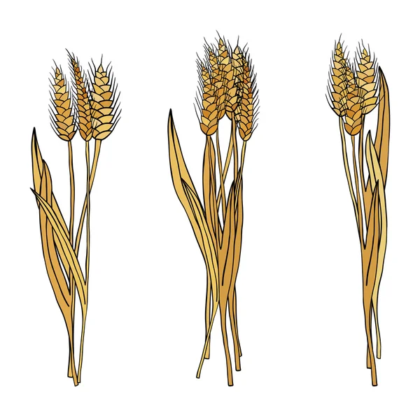 Çizgi film doodle buğday sheaves vektör kümesi — Stok Vektör