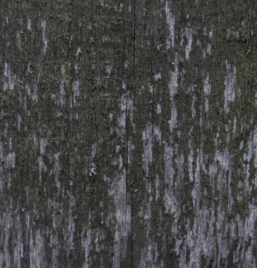 liken ahşap dokusu kaba arkaplan