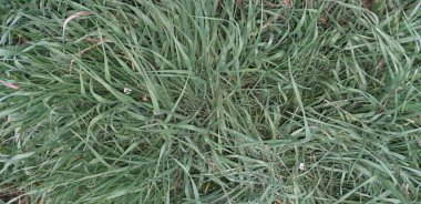 Üzerinde yağmur damlaları olan soluk yeşil çimenler.