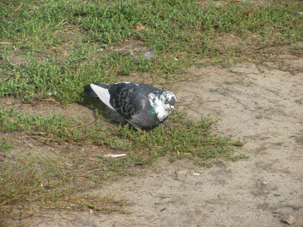 鳩はまばらな緑の草の上を歩き — ストック写真