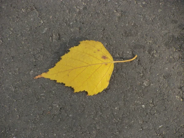 Один Желтый Осенний Лист Земле — стоковое фото