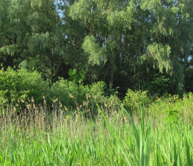 yemyeşil çalılıklar ve orman