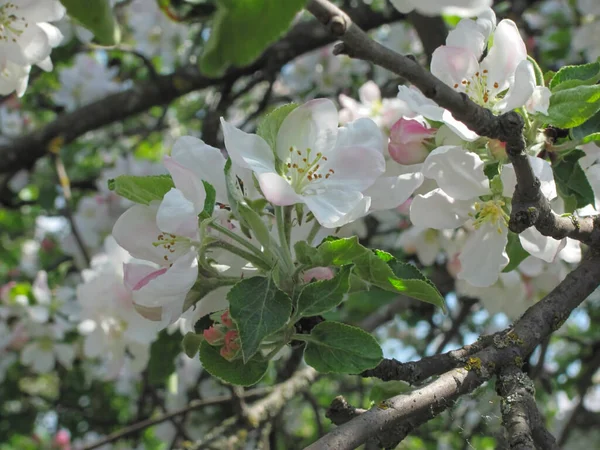 Fleurs Pommier Blanc Tendre Fond Printanier Mise Point Sélective Peu — Photo