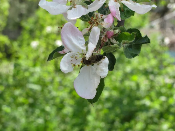 Fleurs Pommier Blanc Tendre Fond Printanier Mise Point Sélective Peu — Photo