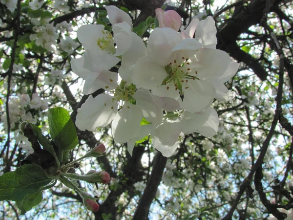 Fleurs Pommier Blanc Tendre Fond Printanier Mise Point Sélective Peu — Photo