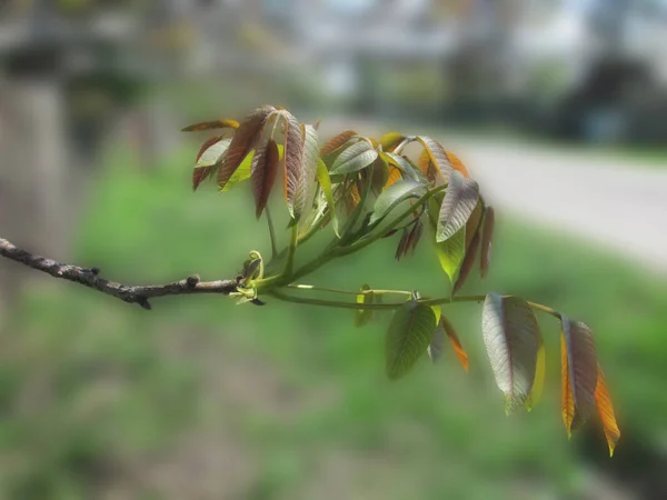 Jonge Lente Notenbladeren Selectieve Focus — Stockfoto