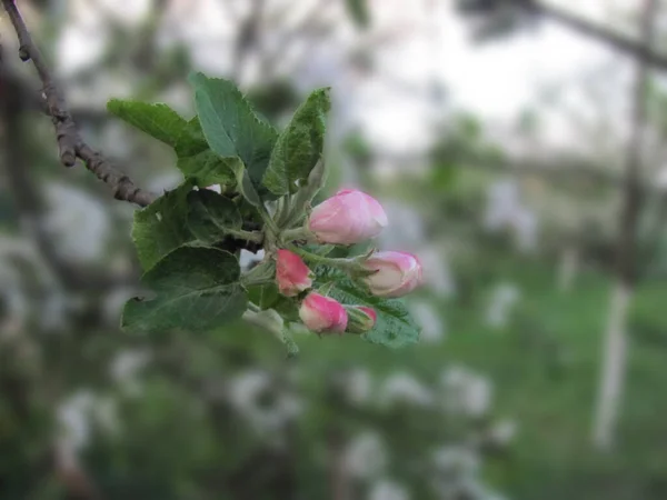 Białe Delikatne Kwiaty Jabłoni Wiosenne Tło Skupienie Selektywne Płytkie Dof — Zdjęcie stockowe