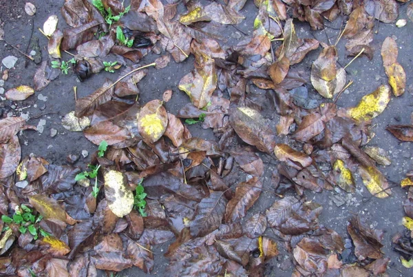 Влажные Опавшие Листья Лежат Земле Осенний Фон — стоковое фото