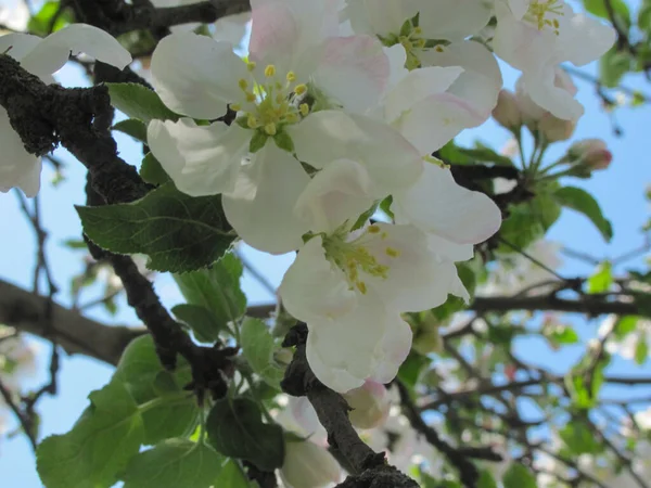 Fleurs Pommier Blanc Tendre Fond Printanier Mise Point Sélective Peu — Photo