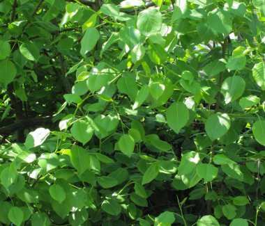 yemyeşil bahar yaprakları - armut ağacı