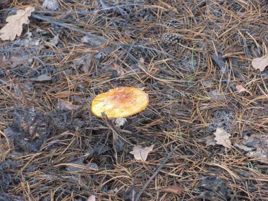 Amanita mantarı, agarik sinek, ormanda, sığ nokta