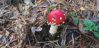 Amanita mantarı, agarik sinek, ormanda, sığ nokta