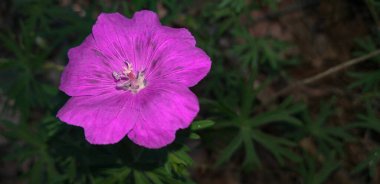 Koyu yeşil çimlerde mor çiçek, seçici odak