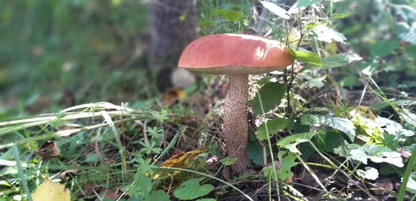 mushroom red-capped scaber stalk, orange-cap boletus, in the forest, shallow dof