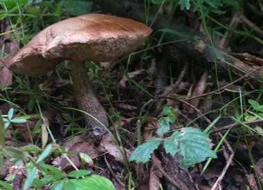 Mantar huş ağacı bolete, Leccinum, ormanda, sığ nokta