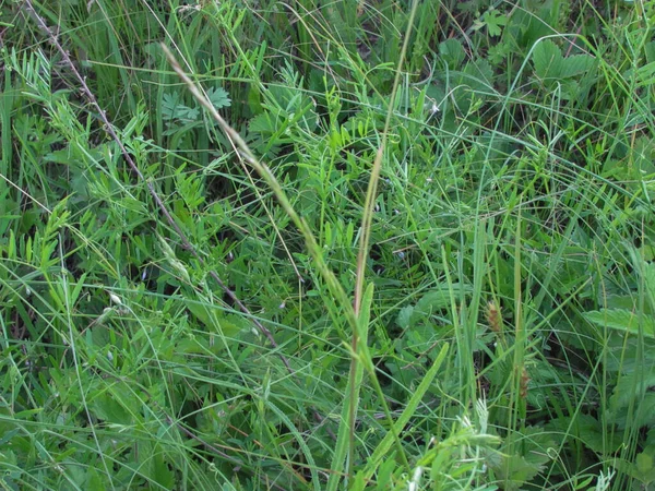 Helder Groen Zomer Gras Achtergrond — Stockfoto