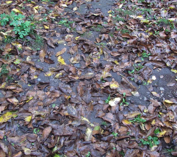 Hojas Húmedas Caídas Yacen Suelo Fondo Otoño — Foto de Stock