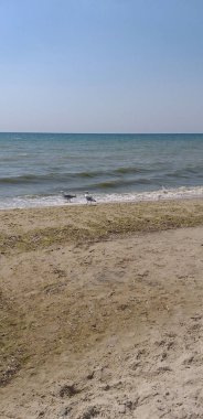 Sahilde yürüyen iki martı.