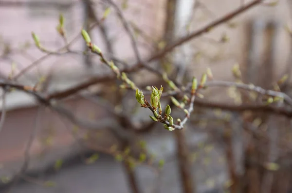 Hojas Jóvenes Primavera Que Brotan Sus Brotes Enfoque Selectivo Dof —  Fotos de Stock