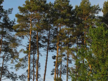 Gökyüzü arka planında çam ağaçları