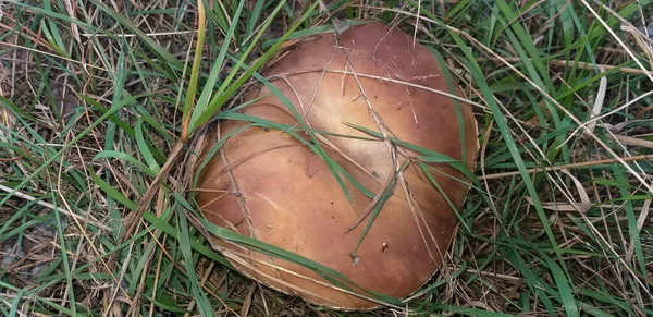绿草中的棕冠蘑菇 顶部视图 — 图库照片