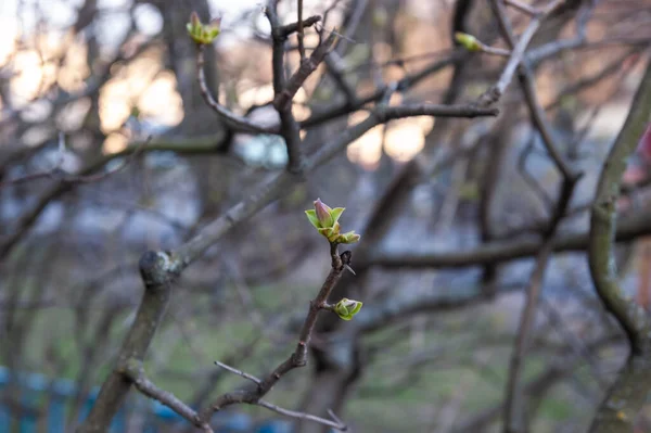 Genç Bahar Yaprakları Tomurcuklarından Filizleniyor Seçici Odaklanma Sığ Nokta — Stok fotoğraf