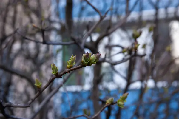 Hojas Jóvenes Primavera Que Brotan Sus Brotes Enfoque Selectivo Dof —  Fotos de Stock