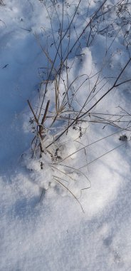 Kuru çimenler karları delip geçiyor